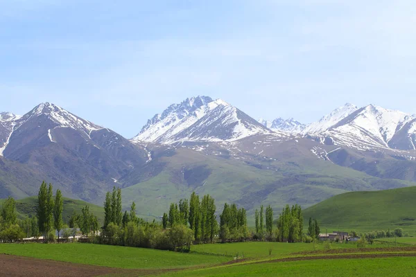 美しい春と夏の風景 緑豊かな丘 高い山 春のハーブを咲く 山の野生のチューリップ キルギス観光の背景 — ストック写真