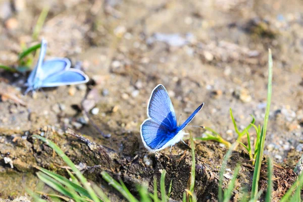 Blue Morpho, Morpho butterfly. Morpho anaxibia. tropic blue butterfly, exotic shiny blue butterfly