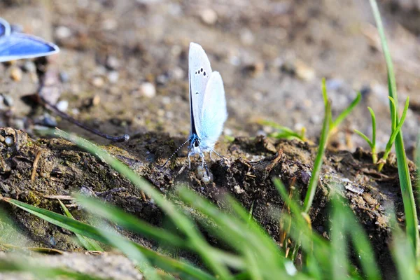 Blue Morpho, Morpho butterfly. Morpho anaxibia. tropic blue butterfly, exotic shiny blue butterfly