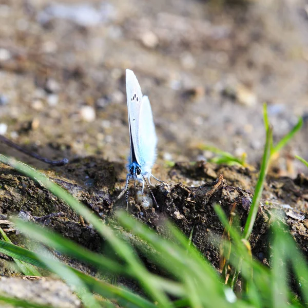 Blue Morpho, Morpho butterfly. Morpho anaxibia. tropic blue butterfly, exotic shiny blue butterfly