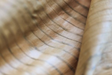 Kumaş arka plan ışığı tarçın kuru yaprağı. Metin veya resim tasarımı için bej muz yaprağı kullanımının yakın plan arkaplanı