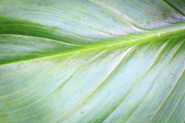 Green tropical calla leaf. Background texture close up of green leaf use space for text or image design