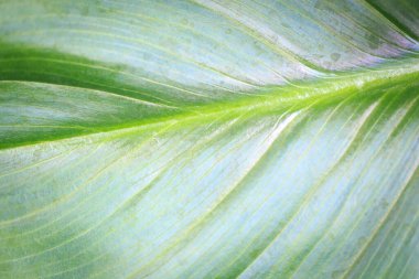 Yeşil tropik kalla yaprağı. Metin veya resim tasarımı için yeşil yaprak kullanım alanını kapat