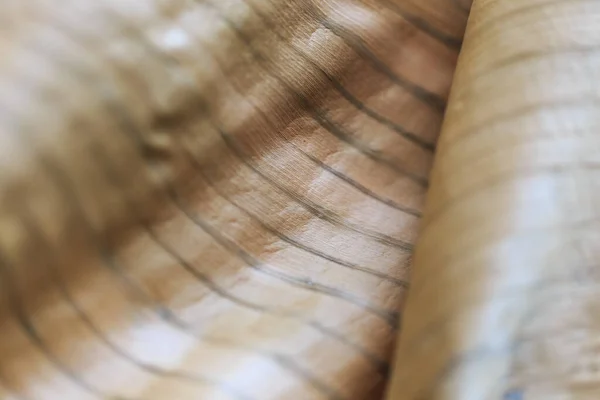 Texture Background Backlight Cinnamon Dry Leaf Closeup Background Beige Banana — Stockfoto