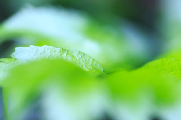 Green tropical leaf. Background texture close up of green leaf use space for text or image design