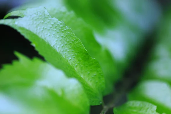 Green Tropical Leaf Background Texture Close Green Leaf Use Space — Φωτογραφία Αρχείου