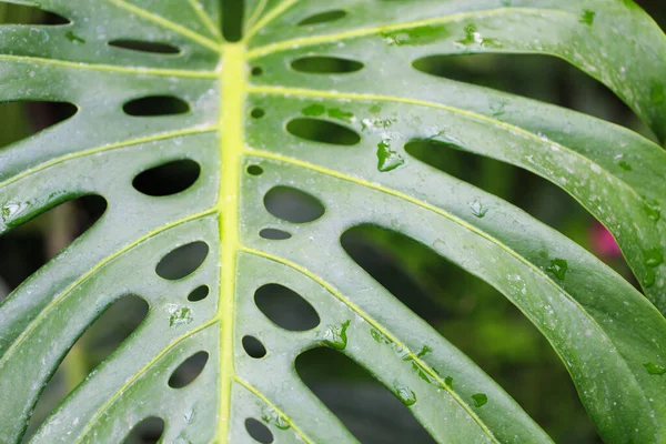 Monstera leaf. Tropical leaf close-up with dew drops. Fresh green background
