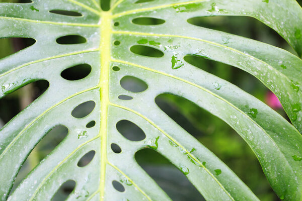 Monstera leaf. Tropical leaf close-up with dew drops. Fresh green background