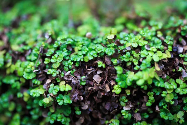 Soleirolia Helksin Leaf Texture Leaves Closeup Background — Fotografia de Stock