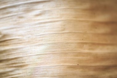 Kumaş arka plan ışığı tarçın kuru yaprağı. Metin veya resim tasarımı için bej muz yaprağı kullanımının yakın plan arkaplanı