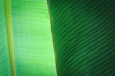 Banana green leaf closeup background use us space for text or image backdrop design. Texture background backlight fresh green leaf