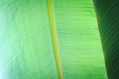 Banana green leaf closeup background use us space for text or image backdrop design. Texture background backlight fresh green leaf