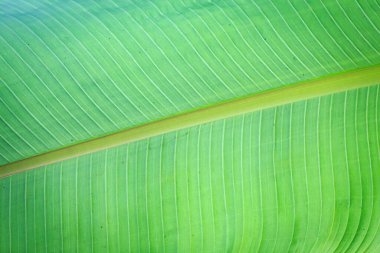 Muz yeşili yaprak kaplama arkaplanı metin veya görüntü arkaplanı tasarımı için bize alan kullan. Doku arka plan ışığı taze yeşil yaprak