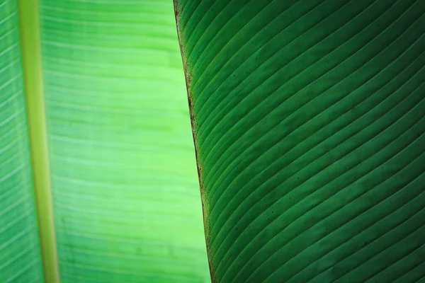 Banana Green Leaf Closeup Background Use Space Text Image Backdrop — Foto Stock