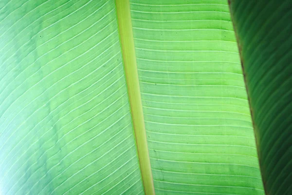 Muz yeşili yaprak kaplama arkaplanı metin veya görüntü arkaplanı tasarımı için bize alan kullan. Doku arka plan ışığı taze yeşil yaprak