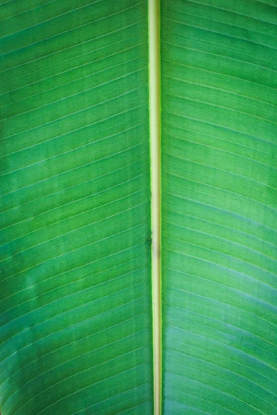 Bananengrüne Blattnahaufnahme Hintergrund Nutzen Uns Raum Für Text Oder Bild — Stockfoto