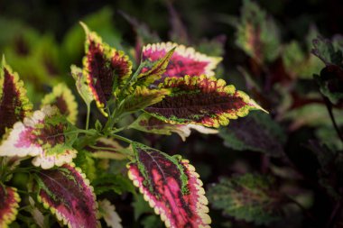 Coleus yaprağı dokusu. Nettle boyanmış. Coleus blumei, Plectranthus scutellarioides, Solenostemon scutellarioides. Arkaplanı kapat