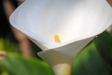 Kala çiçeği. Beyaz çiçek yaklaş. Kalla zambakları Bahçedeki güzel beyaz çiçekler