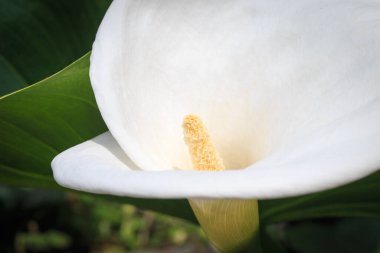 Kala çiçeği. Beyaz çiçek yaklaş. Kalla zambakları Bahçedeki güzel beyaz çiçekler