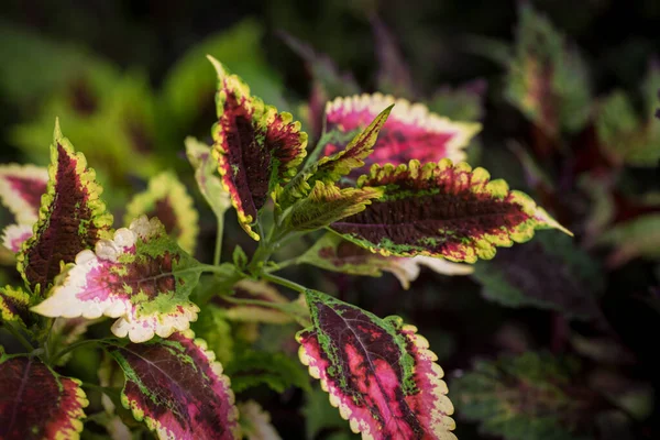 Coleus yaprağı dokusu. Nettle boyanmış. Coleus blumei, Plectranthus scutellarioides, Solenostemon scutellarioides. Arkaplanı kapat