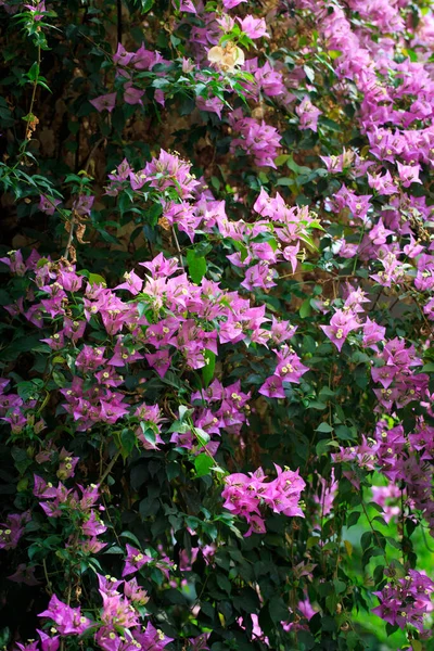 Bougainvillea Kwiaty Bugenwilli Drzewo Roślinne Sezonie Letnim Kwiaty Bougainvillea Różowe — Zdjęcie stockowe