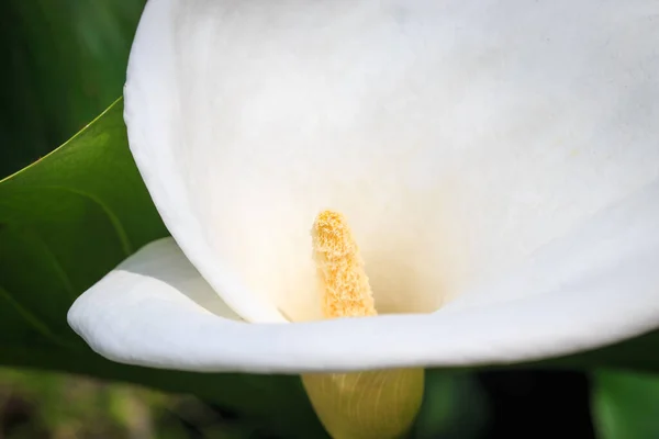 Calla Kwiat Biały Kwiat Bliska Calla Lilie Piękne Białe Kwiaty — Zdjęcie stockowe