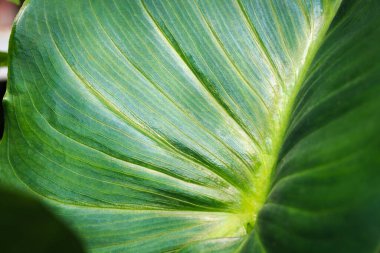 Yeşil tropik kalla yaprağı. Metin veya resim tasarımı için yeşil yaprak kullanım alanını kapat