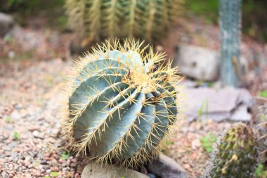 Ferocactus Glaucescens açık havada bitki yetiştirir. Büyük kaktüs. doğal arkaplan