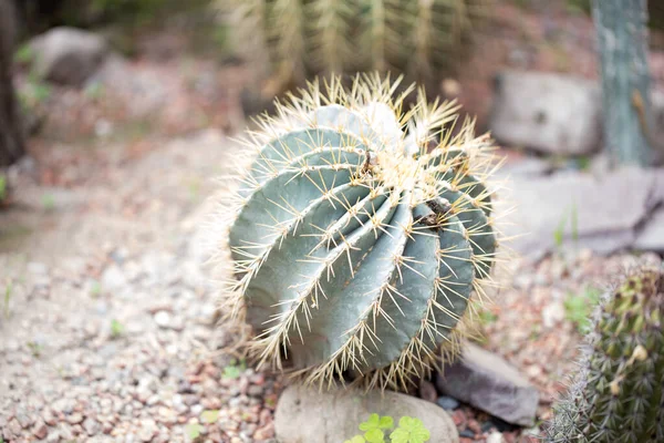 Zakład Ferocactus Glaucescens Zewnątrz Duży Kaktus Naturalne Tło — Zdjęcie stockowe