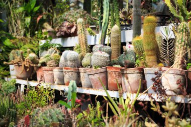 Tencerede kaktüs koleksiyonu. Bahçe dekorasyonu. Çeşitli güzel kaktüs bahçeleri. Saksılı raflar.