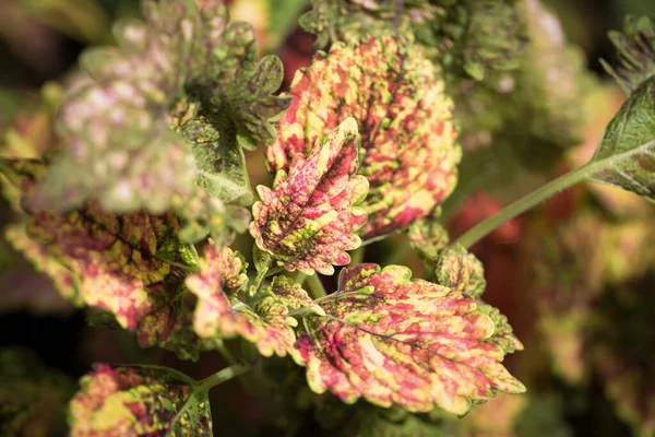 Coleus Leaf Texture Nettle Dyed Coleus Blumei Plectranthus Scutellarioides Solenostemon — Φωτογραφία Αρχείου