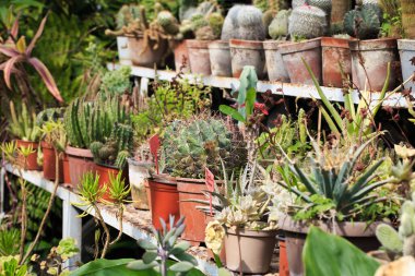 Tencerede kaktüs koleksiyonu. Bahçe dekorasyonu. Çeşitli güzel kaktüs bahçeleri. Saksılı raflar.