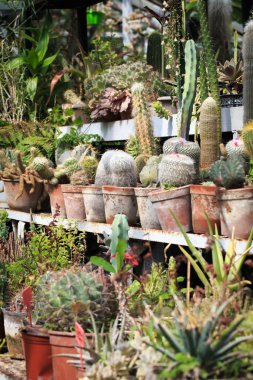 Tencerede kaktüs koleksiyonu. Bahçe dekorasyonu. Çeşitli güzel kaktüs bahçeleri. Saksılı raflar.