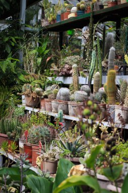 Tencerede kaktüs koleksiyonu. Bahçe dekorasyonu. Çeşitli güzel kaktüs bahçeleri. Saksılı raflar.