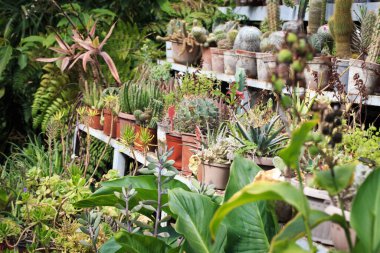 Tencerede kaktüs koleksiyonu. Bahçe dekorasyonu. Çeşitli güzel kaktüs bahçeleri. Saksılı raflar.