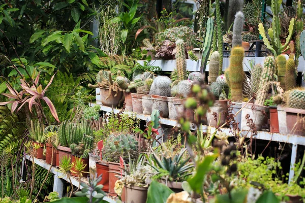 Tencerede kaktüs koleksiyonu. Bahçe dekorasyonu. Çeşitli güzel kaktüs bahçeleri. Saksılı raflar.