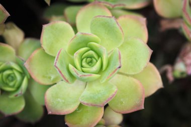 Aeonium Kiwi veya Aeonium haworthii yaprağı. Doğal arka plan. Metin eklemek için yakın plan