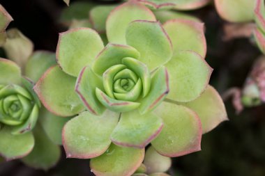 Aeonium Kiwi veya Aeonium haworthii yaprağı. Doğal arka plan. Metin eklemek için yakın plan