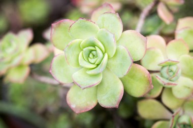 Aeonium Kiwi veya Aeonium haworthii yaprağı. Doğal arka plan. Metin eklemek için yakın plan