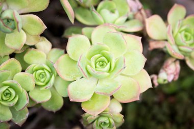 Aeonium Kiwi veya Aeonium haworthii yaprağı. Doğal arka plan. Metin eklemek için yakın plan