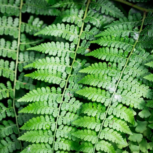 Texture Green Fern Leaves Hypolepis Natural Background Close Insert Text — Φωτογραφία Αρχείου
