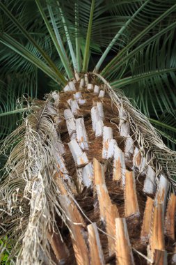 Palmiye ağacının alt manzarası. Güzel ince bavul. Doğal arkaplan