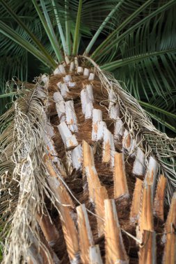 Palmiye ağacının alt manzarası. Güzel ince bavul. Doğal arkaplan
