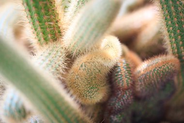 Kliistocactus Winteri. Kaktüsün dokusu. Dikenli bir sürü dal. Kaktüs çiftliği ya da çiçekçi için arka plan