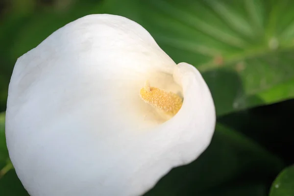 Calla Kwiat Biały Kwiat Bliska Calla Lilie Piękne Białe Kwiaty — Zdjęcie stockowe