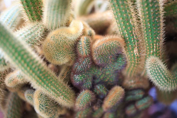 Cleistocactus Winteri Texture Cactus Lots Branches Thorns Background Cactus Farm —  Fotos de Stock