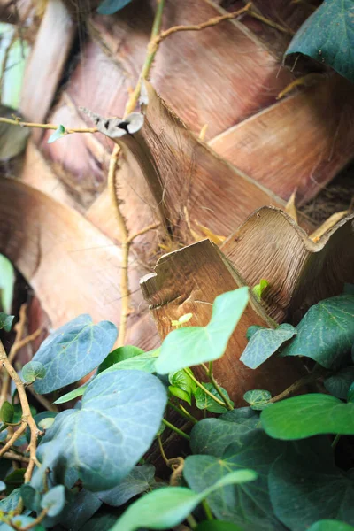 Texture Palm Tree Bark Green Leaves Natural Background Closeup — Stockfoto