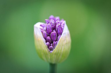 Allium pırasası ya da pırasa çiçeği. Güzel yuvarlak mor çiçek. Yaz bahçesinde doğal arka plan.
