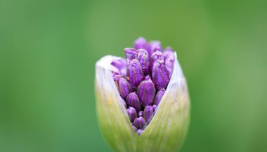 Allium pırasası ya da pırasa çiçeği. Güzel yuvarlak mor çiçek. Yaz bahçesinde doğal arka plan.