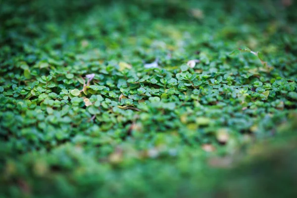 Soleirolia Helksin Leaf Texture Leaves Closeup Background — Zdjęcie stockowe